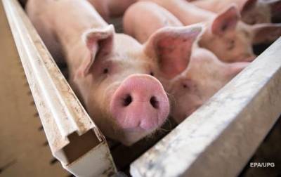 В трех регионах Украины выявили случаи африканской чумы свиней