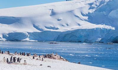 Коронавирусная инфекция добралась до Антарктиды – последнего континента на планете