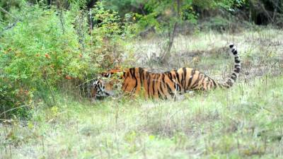 В Приморье врачи спасли тигренка, на которого напал взрослый зверь