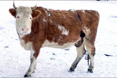 Россиянин одел своих коров в меховые лифчики