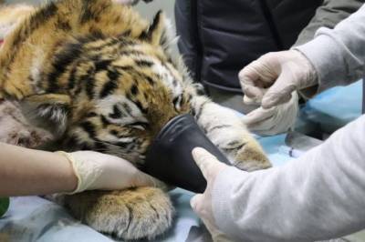 В Приморье спасли тигрёнка, пострадавшего при нападении взрослого хищника