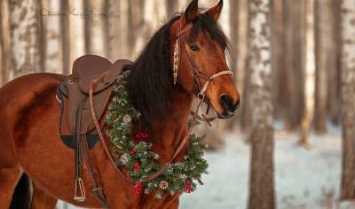 Тюменский фотограф: в Новый год тюменцы любят фотографироваться с лошадьми