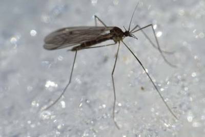 В зимнем костромском лесу любители природы обнаружили комаров