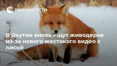 В Якутии вновь ищут живодеров из-за нового жестокого видео с лисой