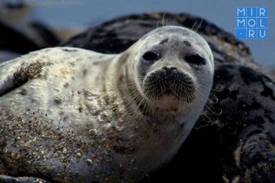 Ученые сделали новое заявление по случаю массовой гибели каспийских тюленей