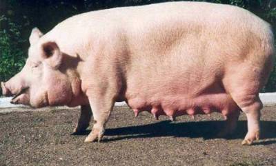 Характеристика кемеровская, семиреченская, эстонская беконная, уржумская порода свиньи