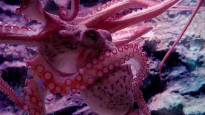 Биологи нашли причину "шлепанья" рыб осьминогами