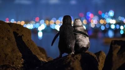 Снимок овдовевших пингвинов, утешающих друг друга, стал победителем премии Ocean Photograph Awards