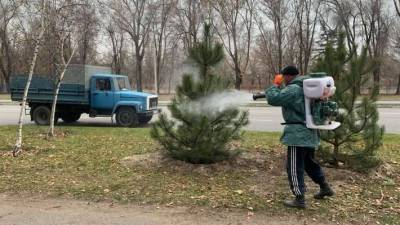 В Запорожье елки спасают от вандалов