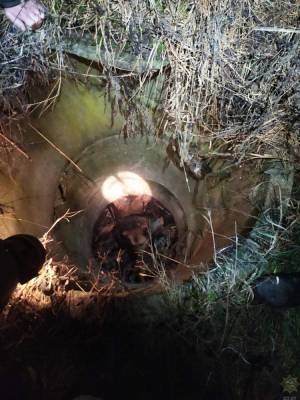 В деревне возле Ивья спасатели достали из 3-метрового колодца собаку