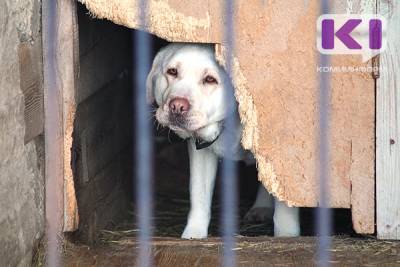 В Коми смягчат требования к приютам для безнадзорных животных