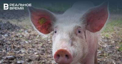 В Татарстане в национальном парке «Нижняя Кама» выявили вирус африканской чумы свиней