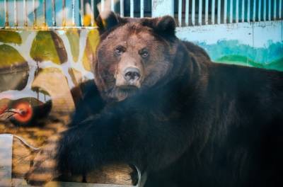 В Липецком зоопарке медведица Машка мается бессонницей