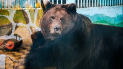 В липецком зоопарке медведицу Машу мучает бессонница