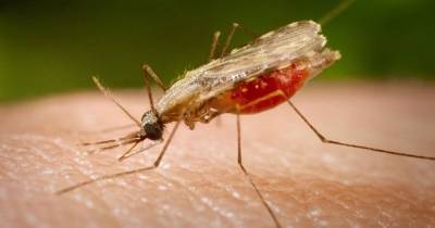 В Харькове мужчина скончался от малярии