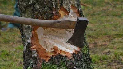 В Тверской области осудили отца шестерых детей, повалившего дерево на коллегу