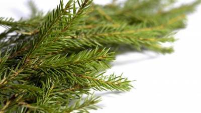 Специалисты Россельхознадзора дали советы по выбору новогоднего дерева