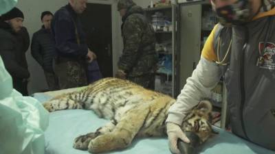 В Приморье специалисты подарили вторую жизнь амурскому тигренку