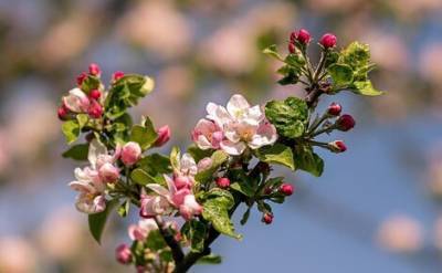 Мундепы Дорогомилово обратились в Департамент природопользования Москвы из-за вырубки части яблоневого сада