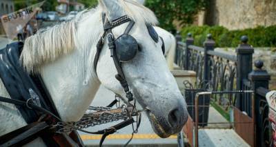 В Гори украли лошадей, предназначенных для иппотерапии