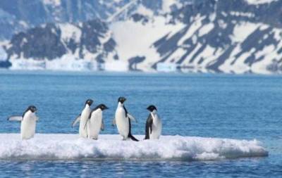 В Антарктиде впервые зафиксировали вспышку коронавируса