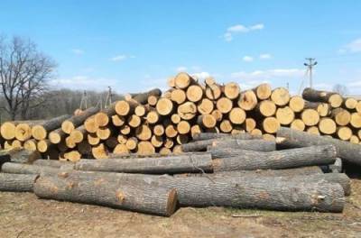 Масштабы поражают: в Минэкологии подсчитали объем незаконных рубок леса