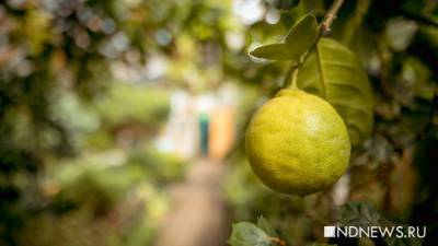 Лимоны, апельсины, мандарины: в Ботаническом саду Екатеринбурга созрел урожай цитрусовых