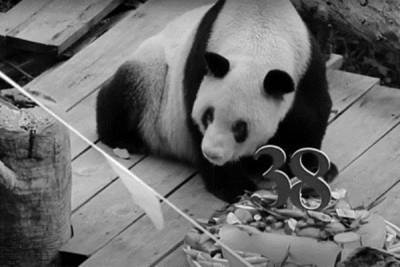 В Китае умерла самая старая в мире панда
