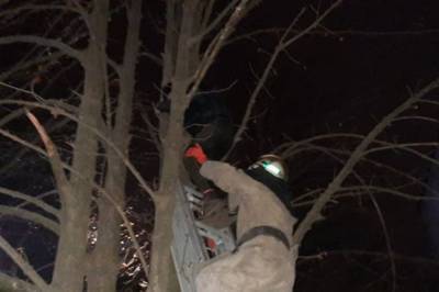 В Днепропетровской области школьник залез на дерево за котом и застрял