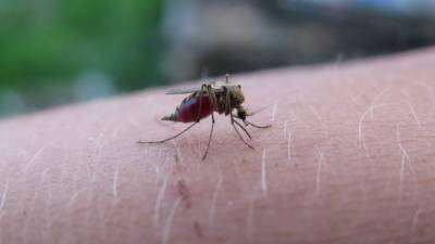 В Харькове от малярии умер мужчина