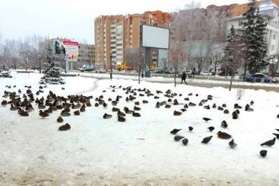 В Тамбове утки обживают остановку «Пролетарская»