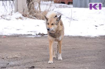 В Сыктывкаре ужесточат наказание хозяевам собак, выпущенных на самовыгул