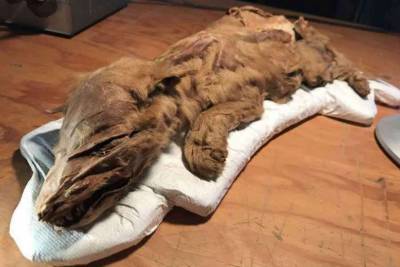 В Канаде обнаружили мумию, которой 57 тысяч лет