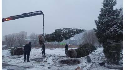 Администрация Приморского района узнала, чьи елки "подарили" церкви Святителя Николая