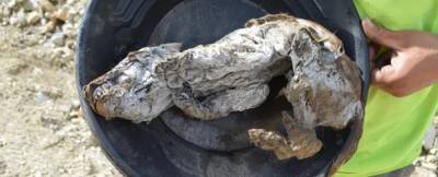 Cамый полный образец древнего волка нашли в вечной мерзлоте