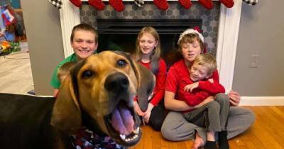 Семья устроила рождественскую фотосессию, но их собака Пенни решила "улучшить" снимки (фото)