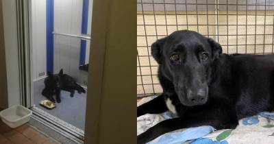 Преданная собака сутки прождала в лифте погибшую при пожаре москвичку