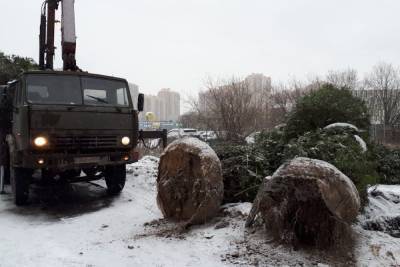 Чиновники нашли собственника елок, которые «переехали» к церкви в Приморском районе