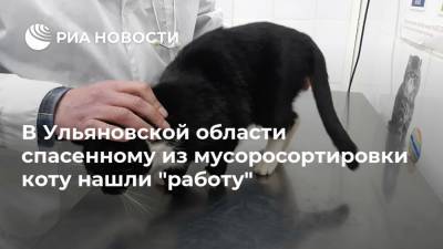 В Ульяновской области спасенному из мусоросортировки коту нашли "работу"