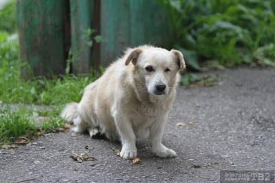 Томский суд обязал владельца собаки заплатить за нападение животного на ребенка