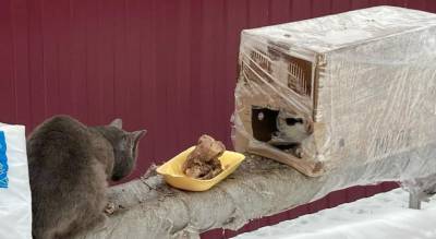 В Цивильске появилось "кошачье общежитие" из картонных коробок