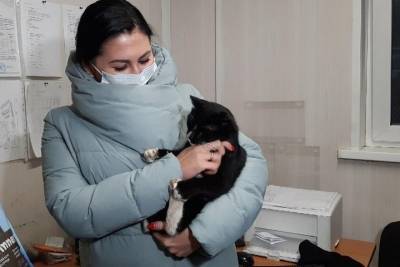 Спасенный из мусоросортировки кот стал замминистра Ульяновской области