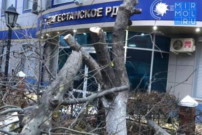 В Махачкале выявлен очередной факт незаконной вырубки деревьев на сумму более 700 тысяч рублей