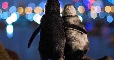 Обнимаются и любуются видом: фото с двумя овдовевшими пингвинами растрогало мир и получило международную премию