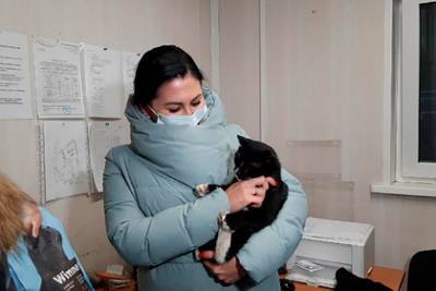 Спасенный от смерти в мусоре российский кот стал заместителем министра