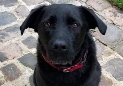 Собака Макрона снялась в рекламе с призывом помочь животным
