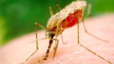 В Харькове от малярии умер 44-летний мужчина