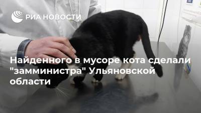 Найденного в мусоре кота сделали "замминистра" Ульяновской области