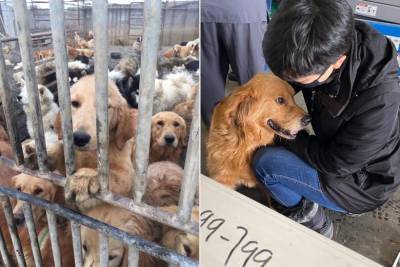 С китайского рынка, на котором продают собачье мясо, выкупили 29 щенков