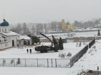 Петербургские чиновники прокомментировали перенос украденных деревьев на территорию церкви
